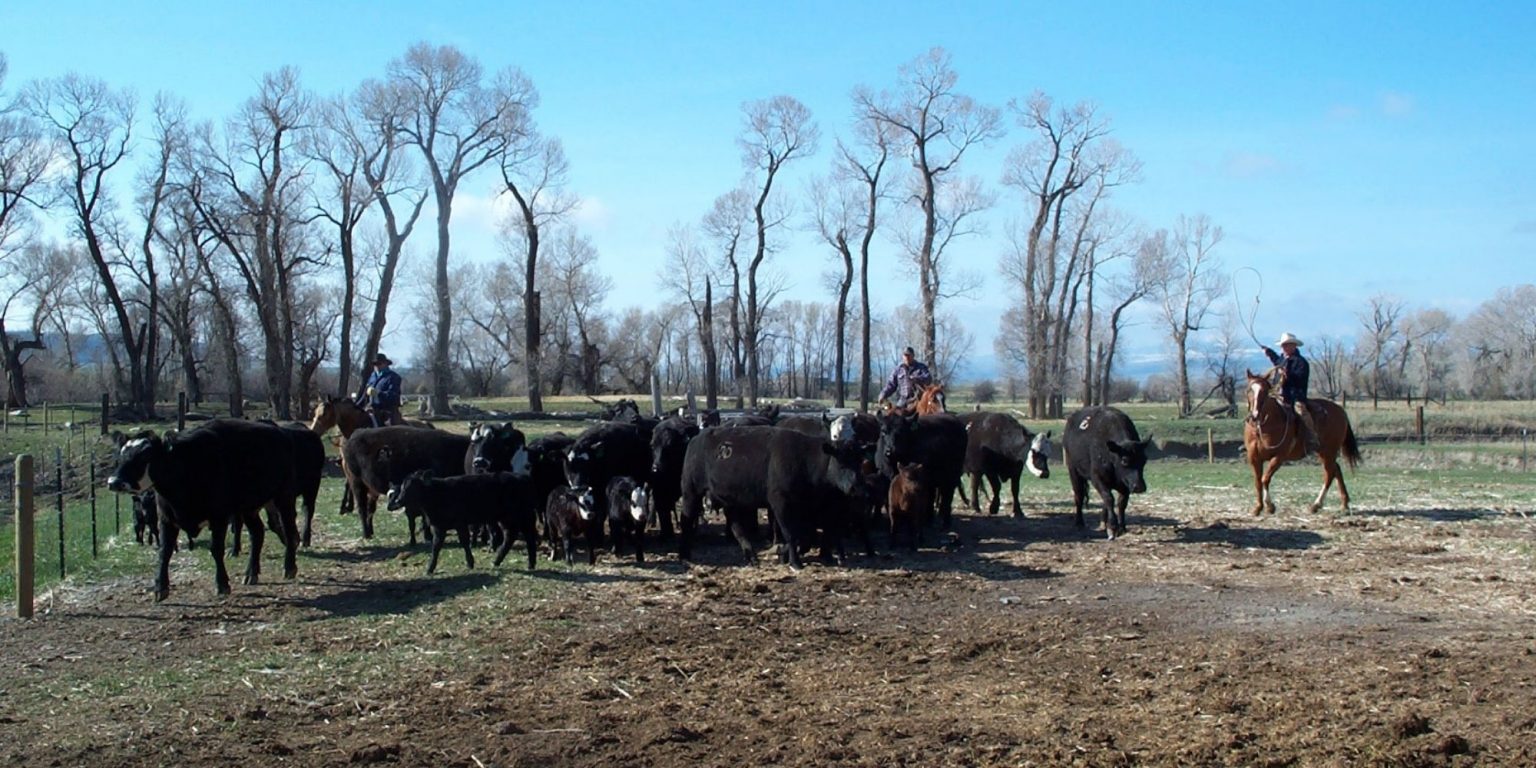Our Work & Our Values Montana Rural Voters